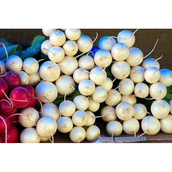 Radis rond blanc 