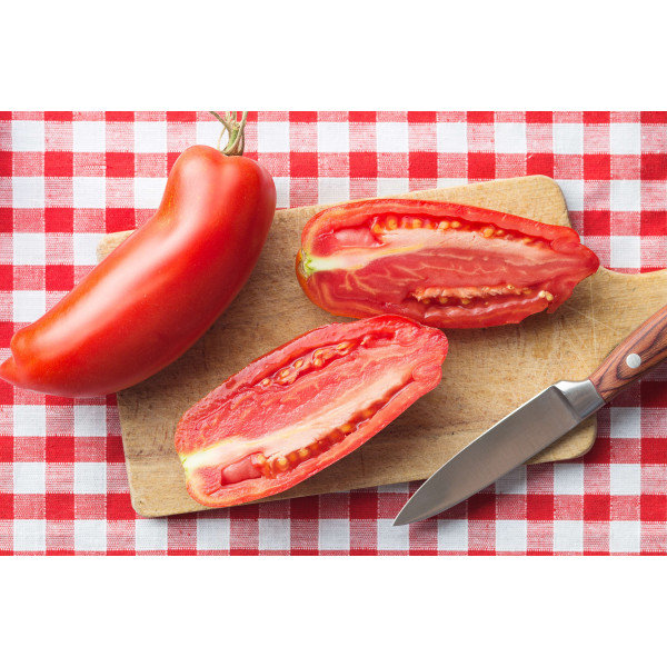 Tomate san marzano 