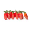 Tomate san marzano 