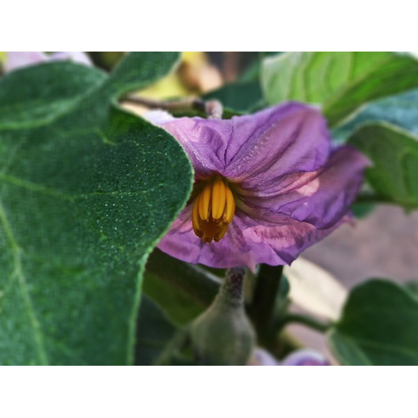 Aubergine ronde blanc strié de rose 