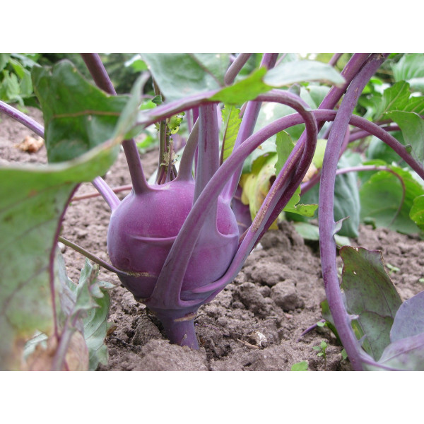 Chou rave violet de Vienne 