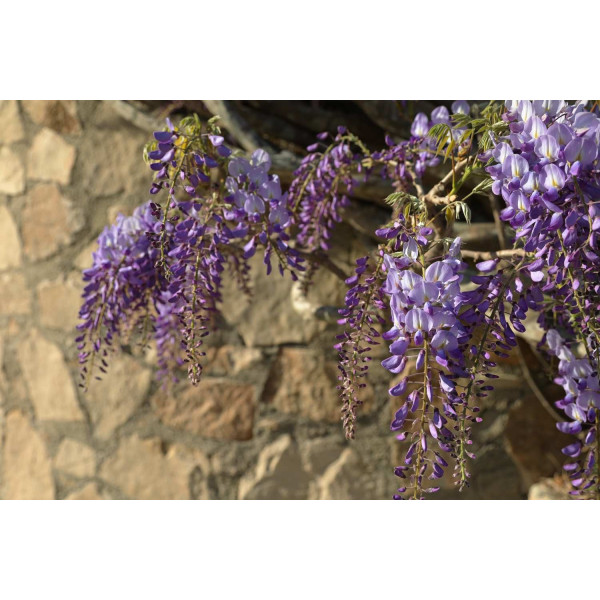 Chou cabus quintal d'Alsace 