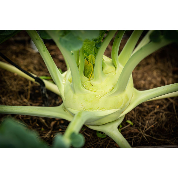 Chou rave blanc de Vienne 