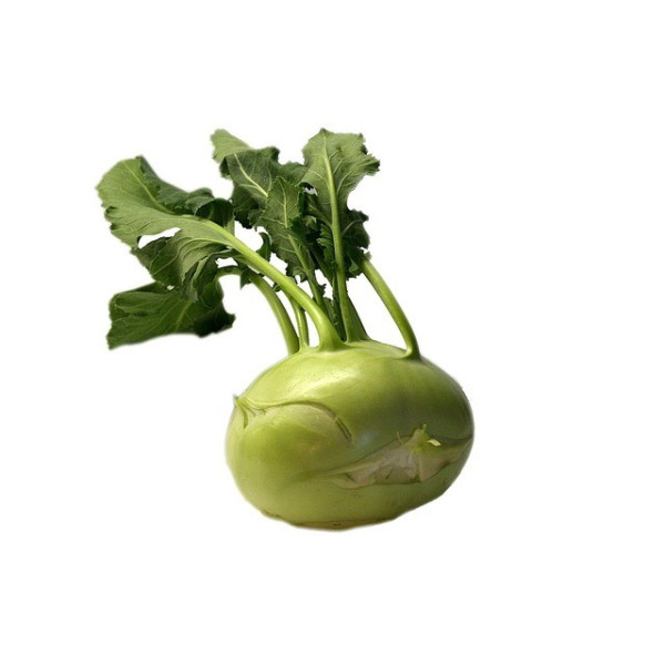 Chou rave blanc de Vienne 