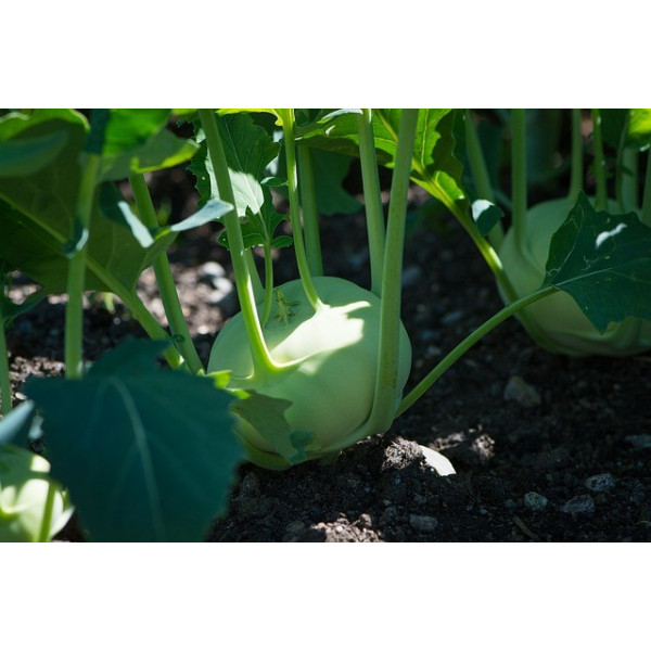 Chou rave blanc de Vienne 