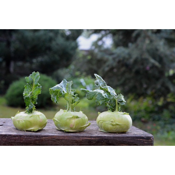 Chou rave blanc de Vienne 