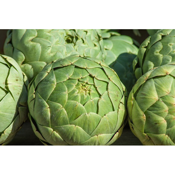 Artichaut gros vert de Laon 