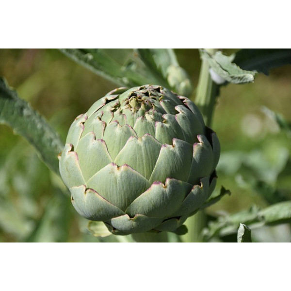 Artichaut gros vert de Laon 