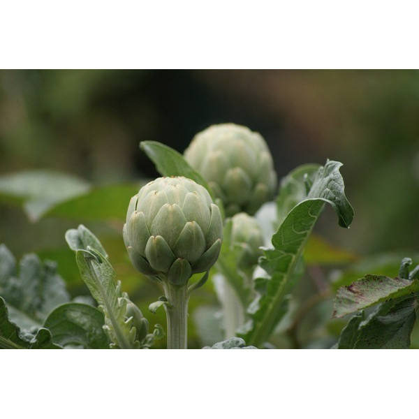 Graines D'Artichaut Vert De Laon - 50 Graines, Variété Ancienne à Gros Capitules, Plante Vivace