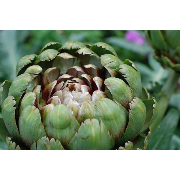 Artichaut gros vert de Laon 