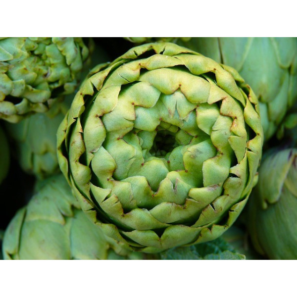Artichaut gros vert de Laon 