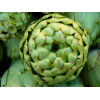 Artichaut gros vert de Laon 