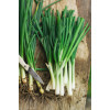Oignon tige ishikura long white 