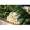 Oignon tige ishikura long white 