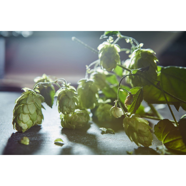 Oignon tige ishikura long white 