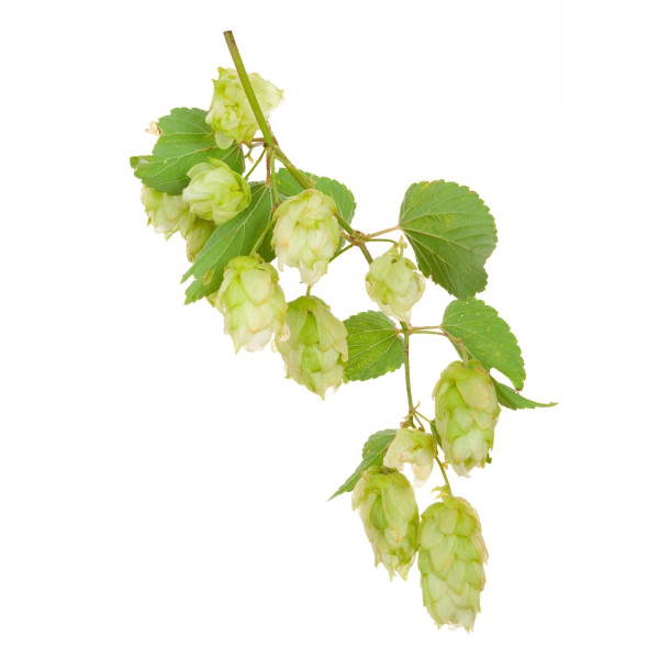 Oignon tige ishikura long white 