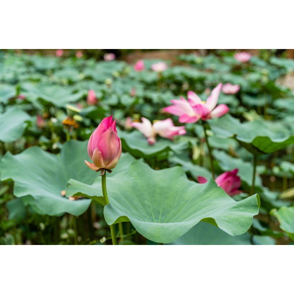 Camomille romaine ( vivace) 