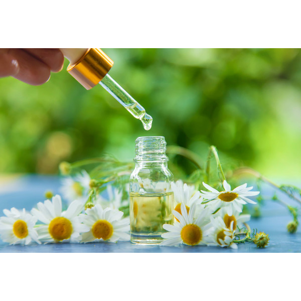 Camomille romaine ( vivace) 