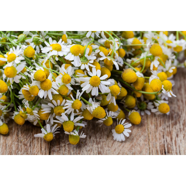 Camomille romaine ( vivace)