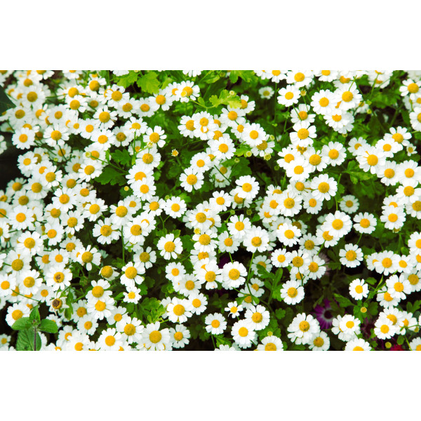 Camomille romaine ( vivace) 