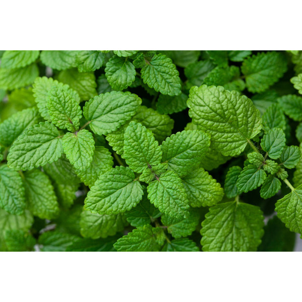 Mélisse officinale citronnelle 