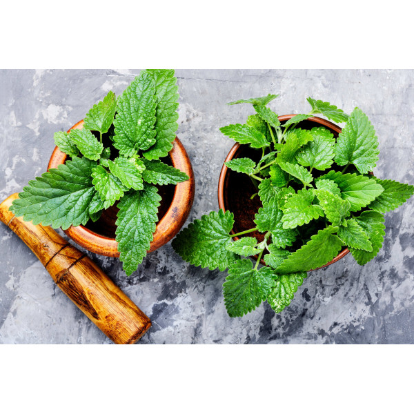 Mélisse officinale citronnelle 