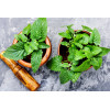 Mélisse officinale citronnelle 