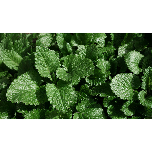 Mélisse officinale citronnelle 