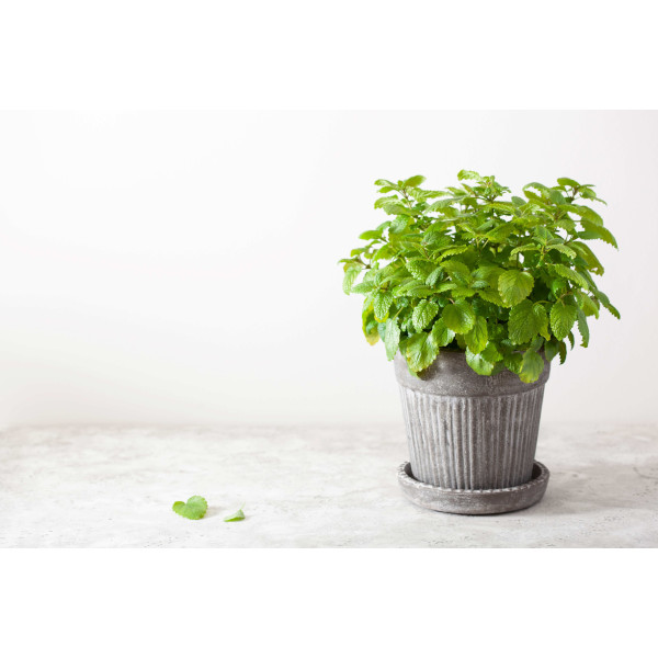 Mélisse officinale citronnelle 
