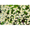 Camomille Allemande ( annuelle) 