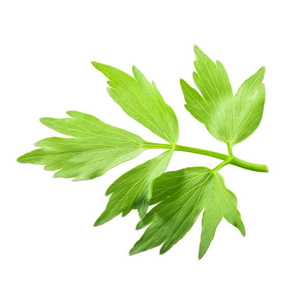 Arche des montagnes, liveche 