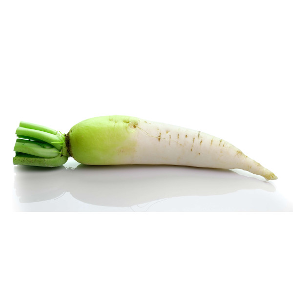 Carotte fourragère blanche collet vert 