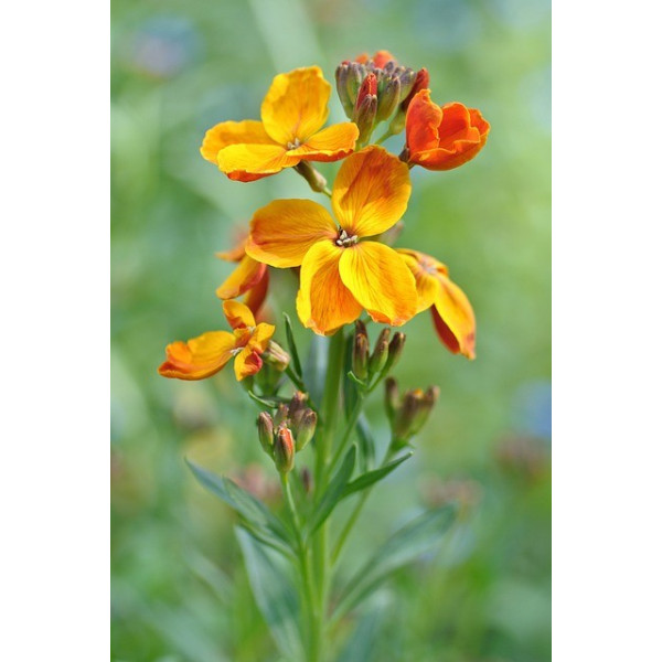 Giroflée quarantaine variée 