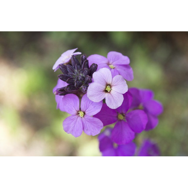 Giroflée quarantaine variée 