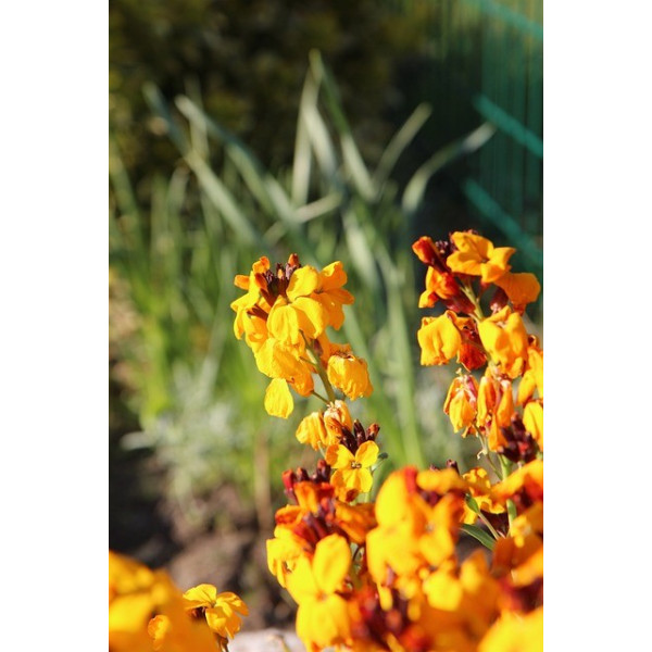 Giroflée quarantaine variée 