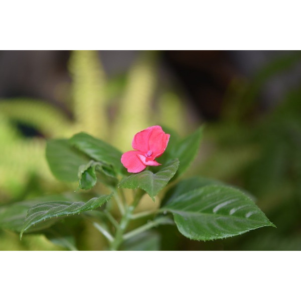 Impatiens holstii en mélange 