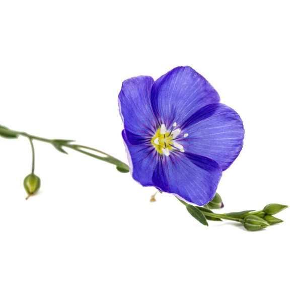 Lin charmer en mélange 