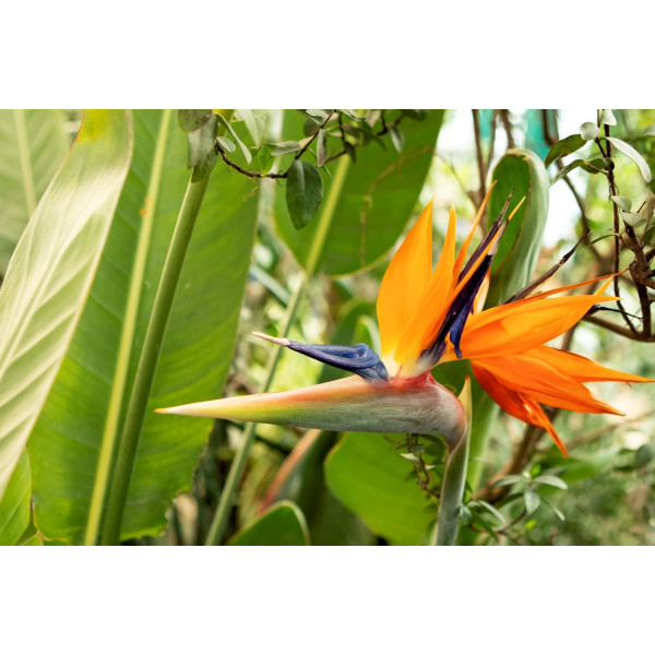 Œillet des fleuristes double varié 