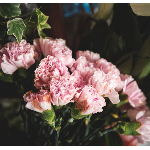 Œillet des fleuristes double varié 