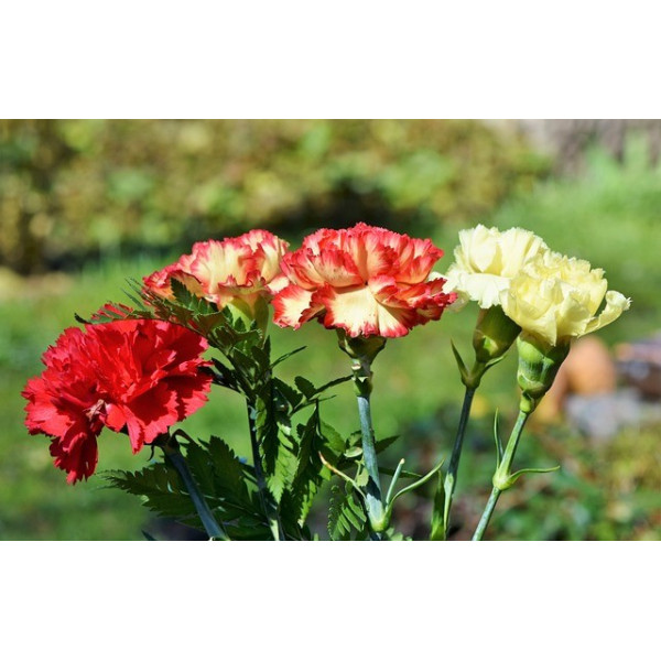 Œillet enfant de Nice GT varié 