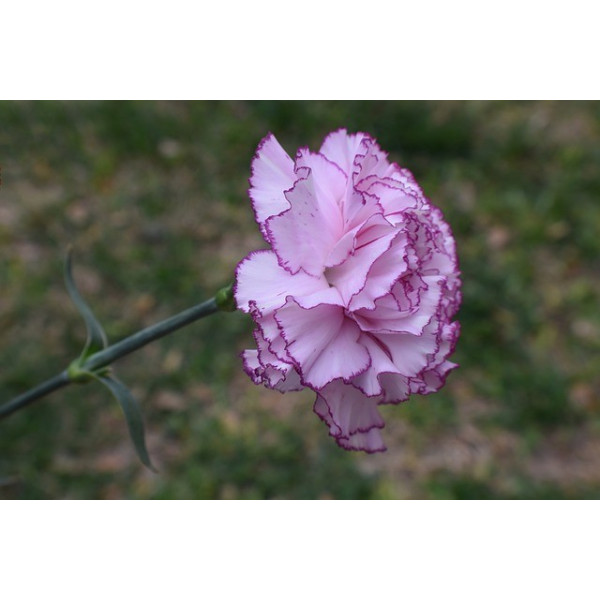 Œillet enfant de Nice GT varié 