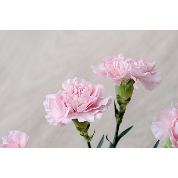 Œillet enfant de Nice GT varié 