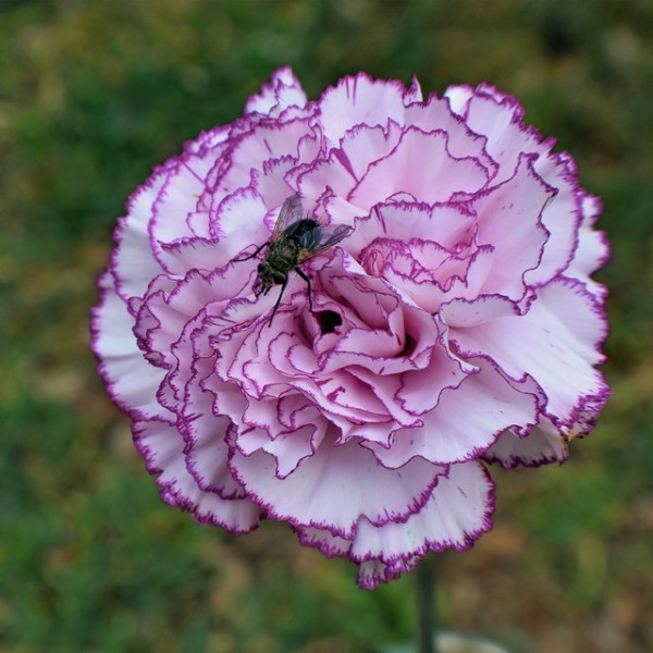 Œillet enfant de Nice GT varié 