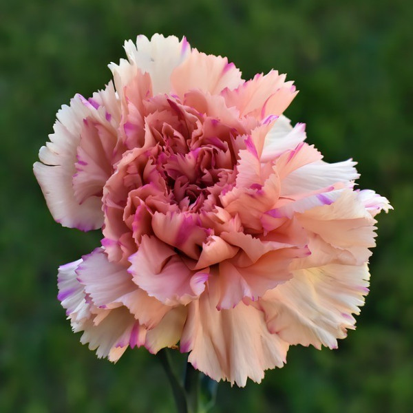 Œillet enfant de Nice GT varié 