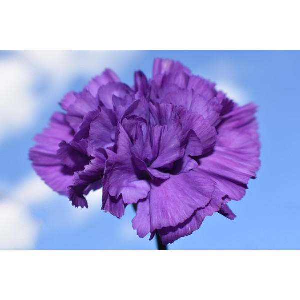 Œillet enfant de Nice GT varié 