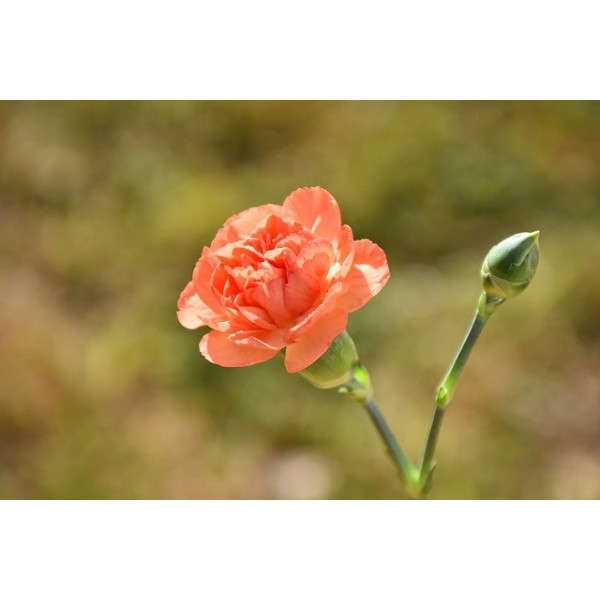 Œillet enfant de Nice GT varié 