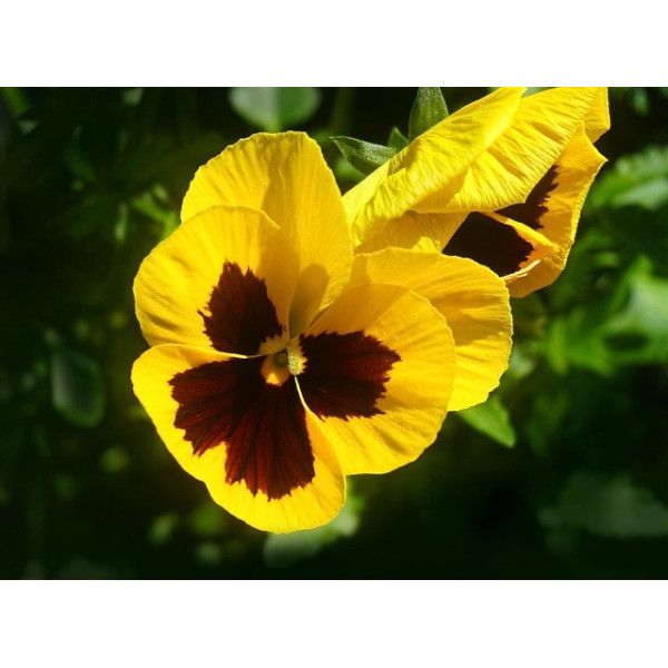 Pensée Suisse or du Rhin jaune 