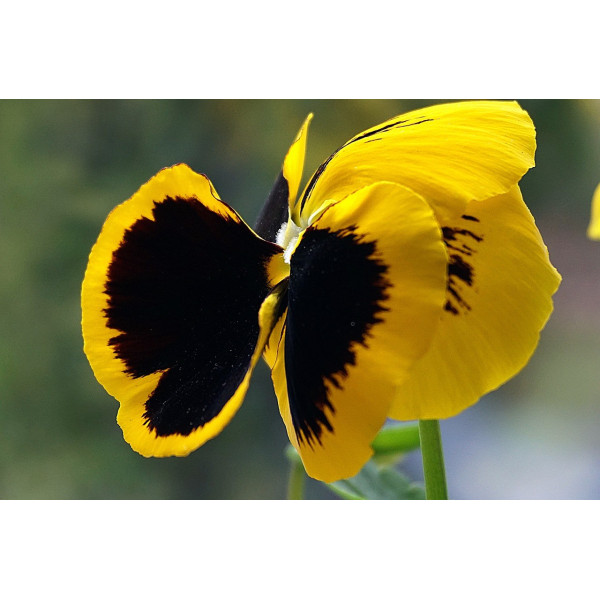 Pensée Suisse or du Rhin jaune 