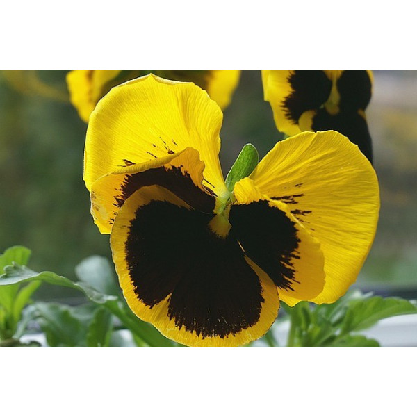 Pensée Suisse or du Rhin jaune 