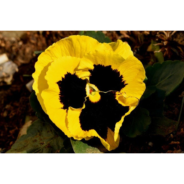 Pensée Suisse or du Rhin jaune 